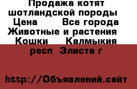 Продажа котят шотландской породы › Цена ­ - - Все города Животные и растения » Кошки   . Калмыкия респ.,Элиста г.